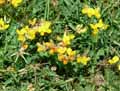 Lotus corniculatus