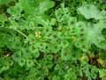 Medicago arabica, Medicago maculata