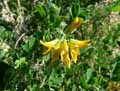 Medicago arborea