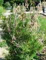Medicago arborea