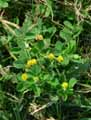 Medicago lupulina