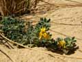 Medicago marina