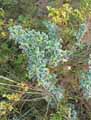 Medicago marina