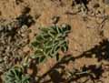 Medicago marina