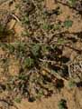 Medicago marina