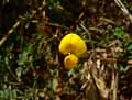 Medicago marina