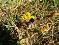 Medicago marina