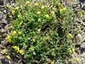 Medicago suffruticosa