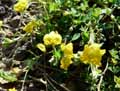 Medicago suffruticosa