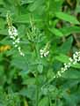 Melilotus alba
