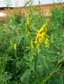 Melilotus officinalis, Melilotus arvensis