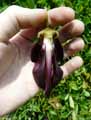 Mucuna sempervirens