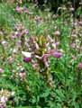 Onobrychis arenaria