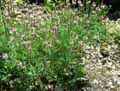 Onobrychis arenaria