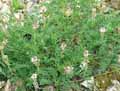 Onobrychis arenaria subsp. arenaria