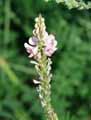 Onobrychis viciifolia