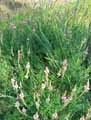 Onobrychis viciifolia