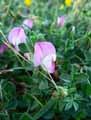 Ononis repens