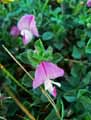 Ononis repens