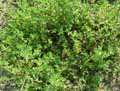 Ononis spinosa