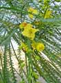 Parkinsonia aculeata