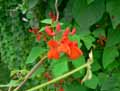 Phaseolus coccineus, Phaseolus multiflorus