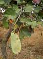 Piliostigma reticulatum, Bauhinia reticulatum