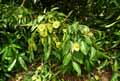Pterocarpus indicus
