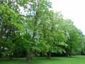 Robinia pseudoacacia