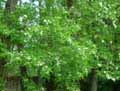 Robinia pseudoacacia