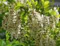 Robinia pseudoacacia