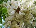 Robinia pseudoacacia