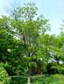 Robinia viscosa