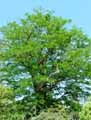 Robinia x ambigua Decaisneana