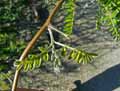 Sophora davidii