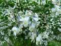 Sophora davidii