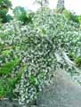 Sophora davidii