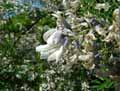Sophora davidii