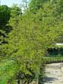 Sophora davidii