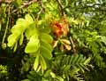 Tamarindus indica