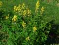 Thermopsis montana