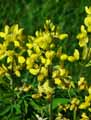 Thermopsis montana
