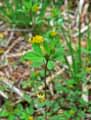 Trifolium campestre