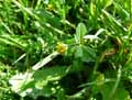 Trifolium dubium