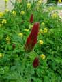 Trifolium incarnatum
