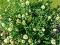 Trifolium pannonicum