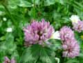 Trifolium pratense