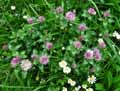Trifolium pratense