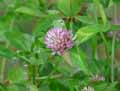 Trifolium pratense