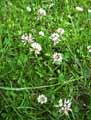 Trifolium repens